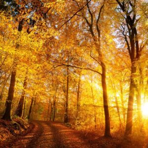 Autumn Glow (Candle Science, США)