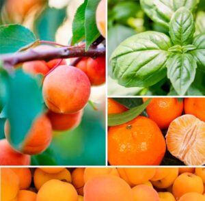 Абрикос, базилик, мандарин