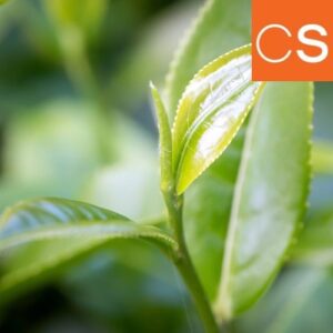 White Tea (Candle Science, США)