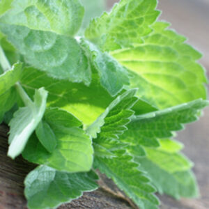 Eucalyptus & Spearmint (TFC, США)