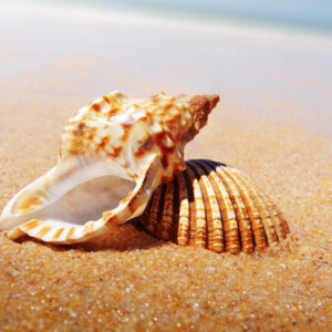 Golden Sands (TFC, США)