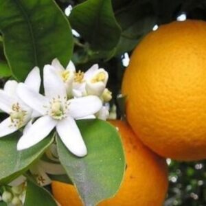Bergamot & Neroli, Orange