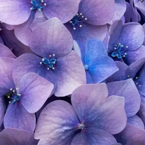 Love Spell (Candle Science, США)