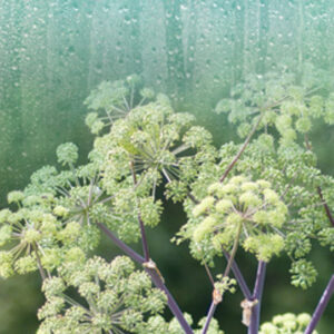 Rain & Angelica (TFC, США)