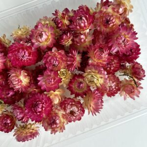 Гелихризум средний, малиновый