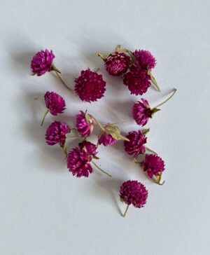 Гомфрена Фиолет