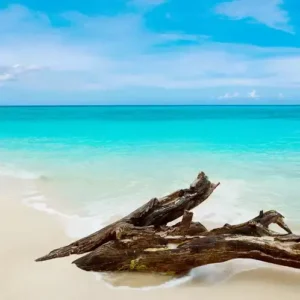 Caribbean Teakwood (Candle Science, США)