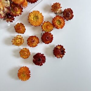 Гелихризум осенний цвет