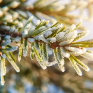 Alpine Balsam (Candle Science, США)