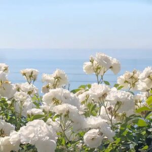 Ocean Rose (Candle Science, США)