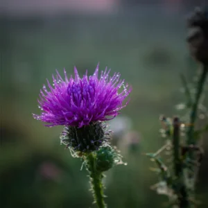 Meadow Thistle (CandleScience, США)