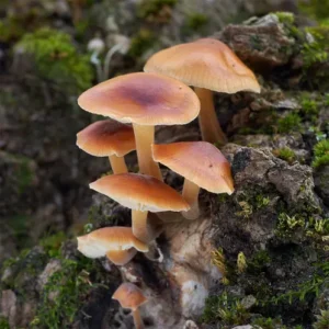 Enoki Forest (CandleScience, США)