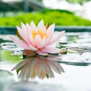 Water Lily (CandleScience, США)
