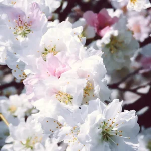 White Peach Blossom (CandleScience, США)