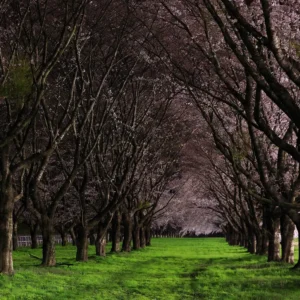 Dark Orchard (CandleScience, США)