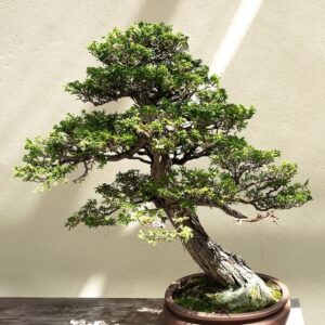 Hinoki Cypress (CandleScience, США)
