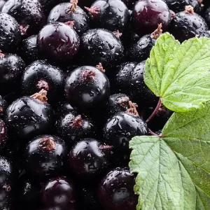 Black Currant Element (CandleScience, США)