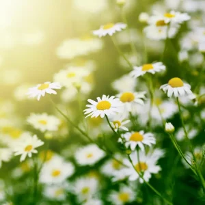 Meadowlight (CandleScience, США)