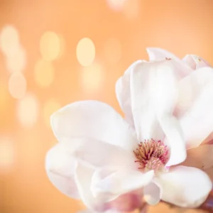 Peach Magnolia (TFC, США)