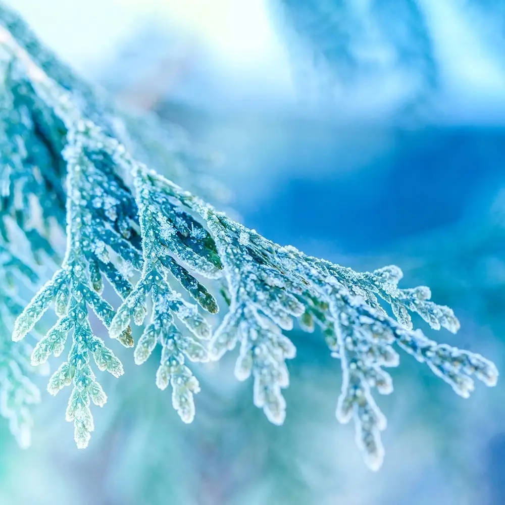 Frosted Juniper (Candle Science, США)
