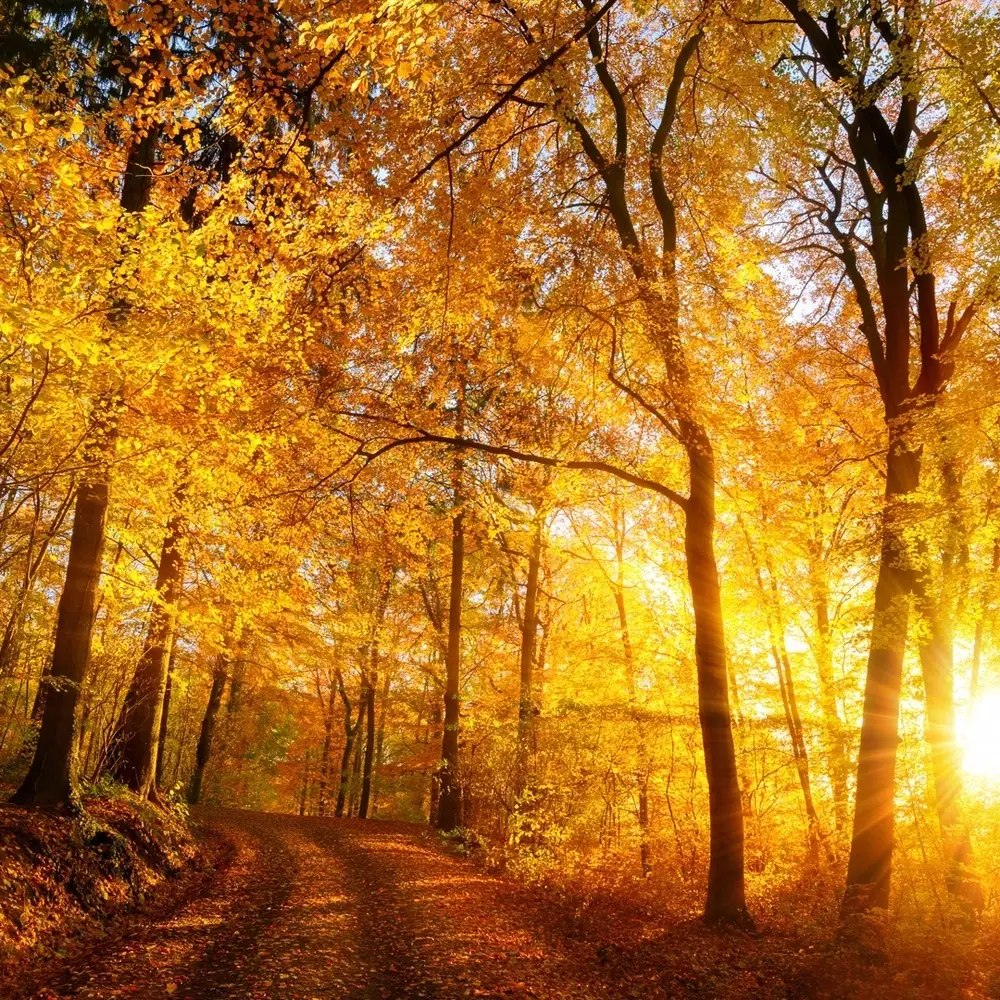 Autumn Glow (Candle Science, США)