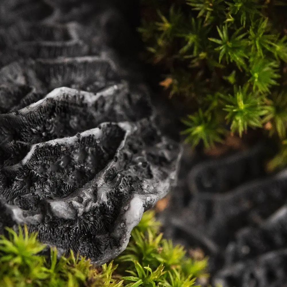 Black Coral and Moss (Candle Science, США)
