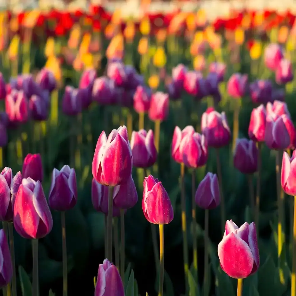 Tulip Fields (Candle Science, США)
