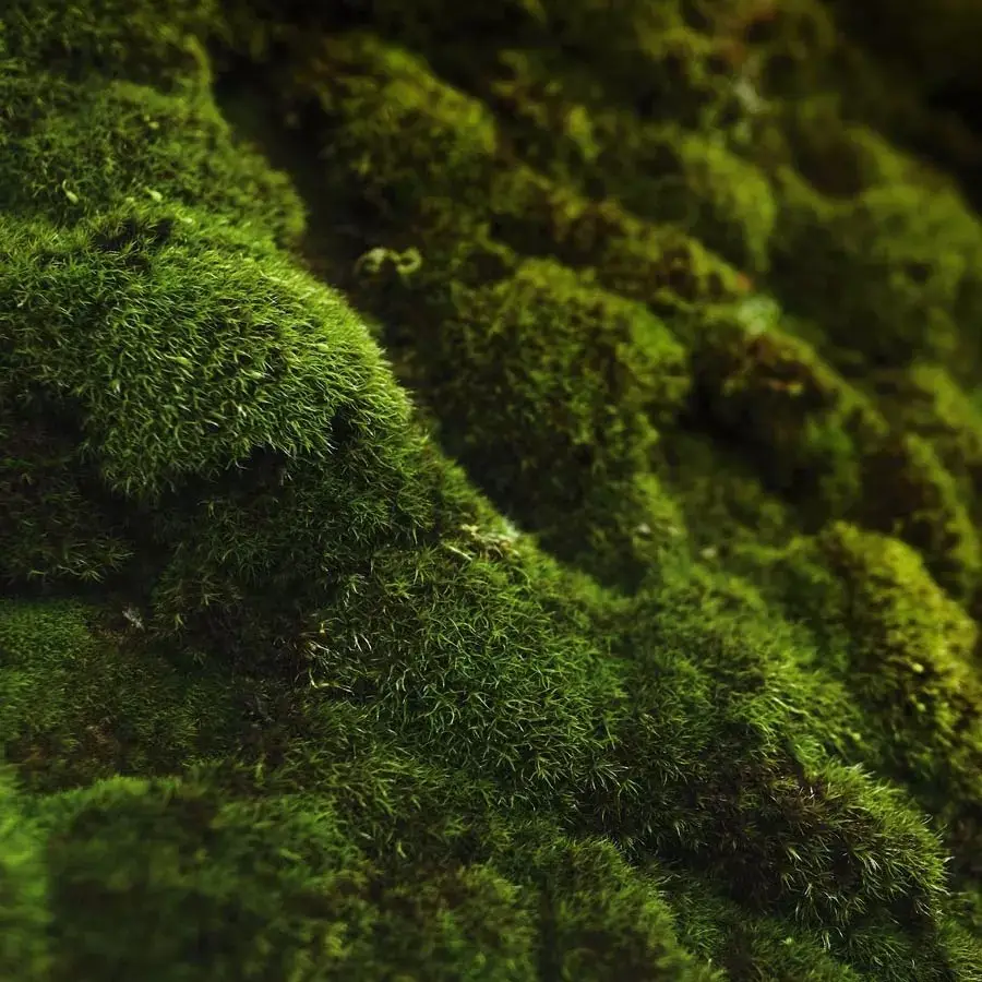Oakmoss and Amber (Candle Science, США)