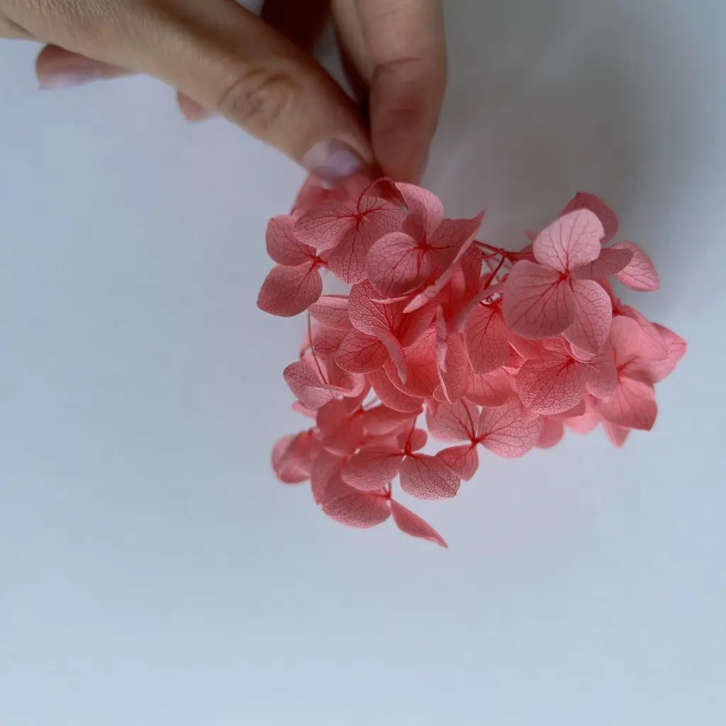 Гортензия Коралловая