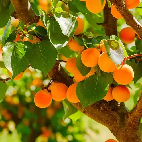 Apricot Grove (Candle Science, США)