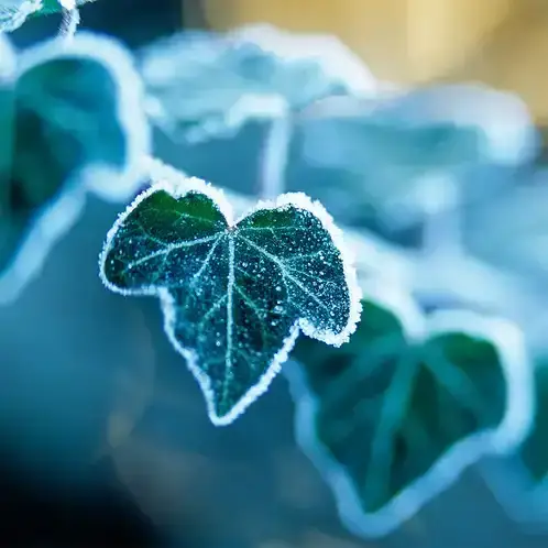 Arctic Ivy (Candle Science, США)