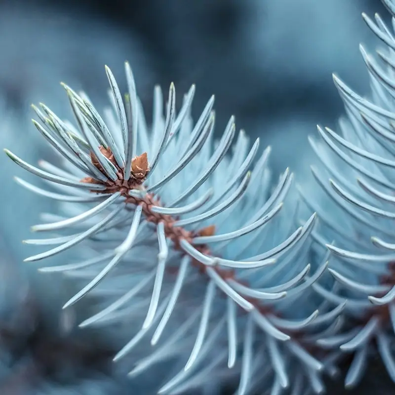 Blue Spruce (Candle Science, США)