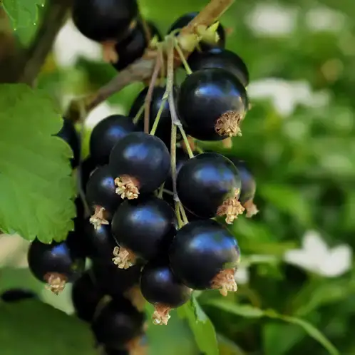 Black Currant and Jasmine (Candle Science, США)