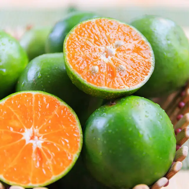 Calamansi Calypso (TFC, США)