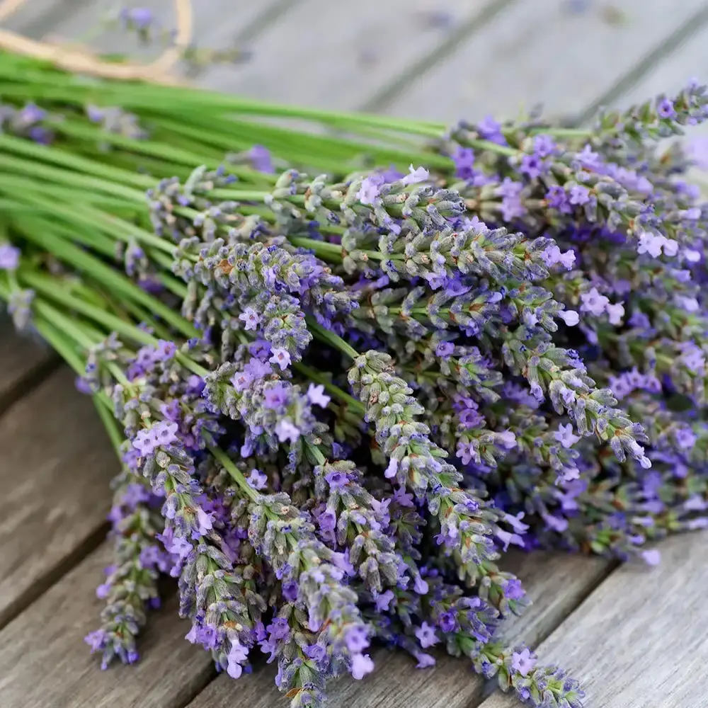 Lavender (Candle Science, США)