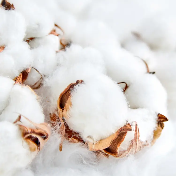 Clean Cotton (Candle Science, США)