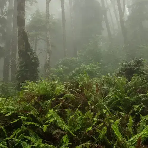 Fog and Fern (Candle Science, США)
