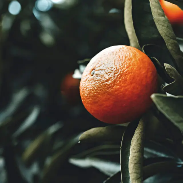 Mandarin Grove (TFC, США)