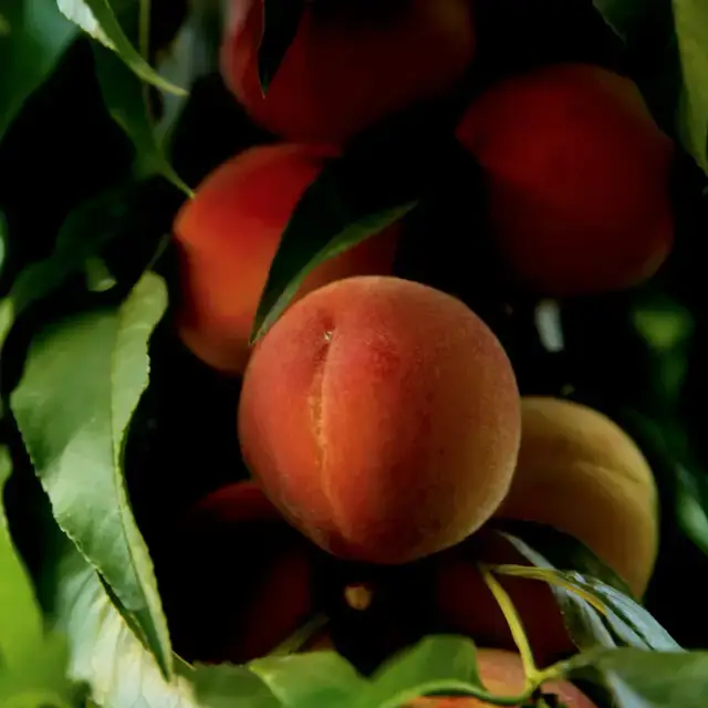 Peach Nectar (TFC, США)