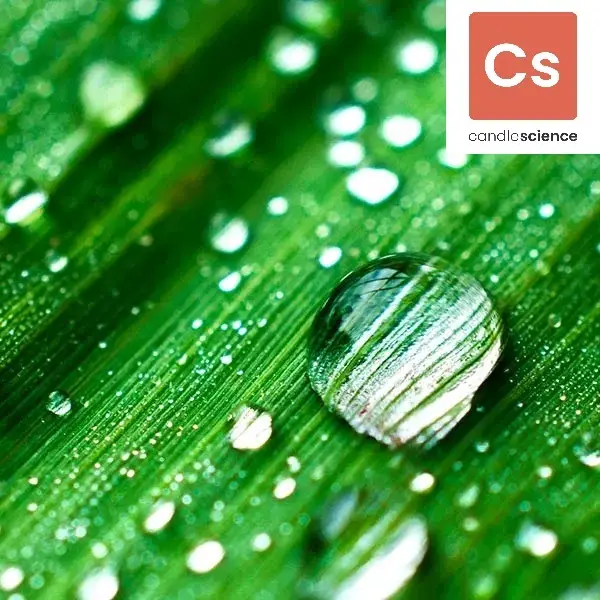 Rain Water (Candle Science, США)
